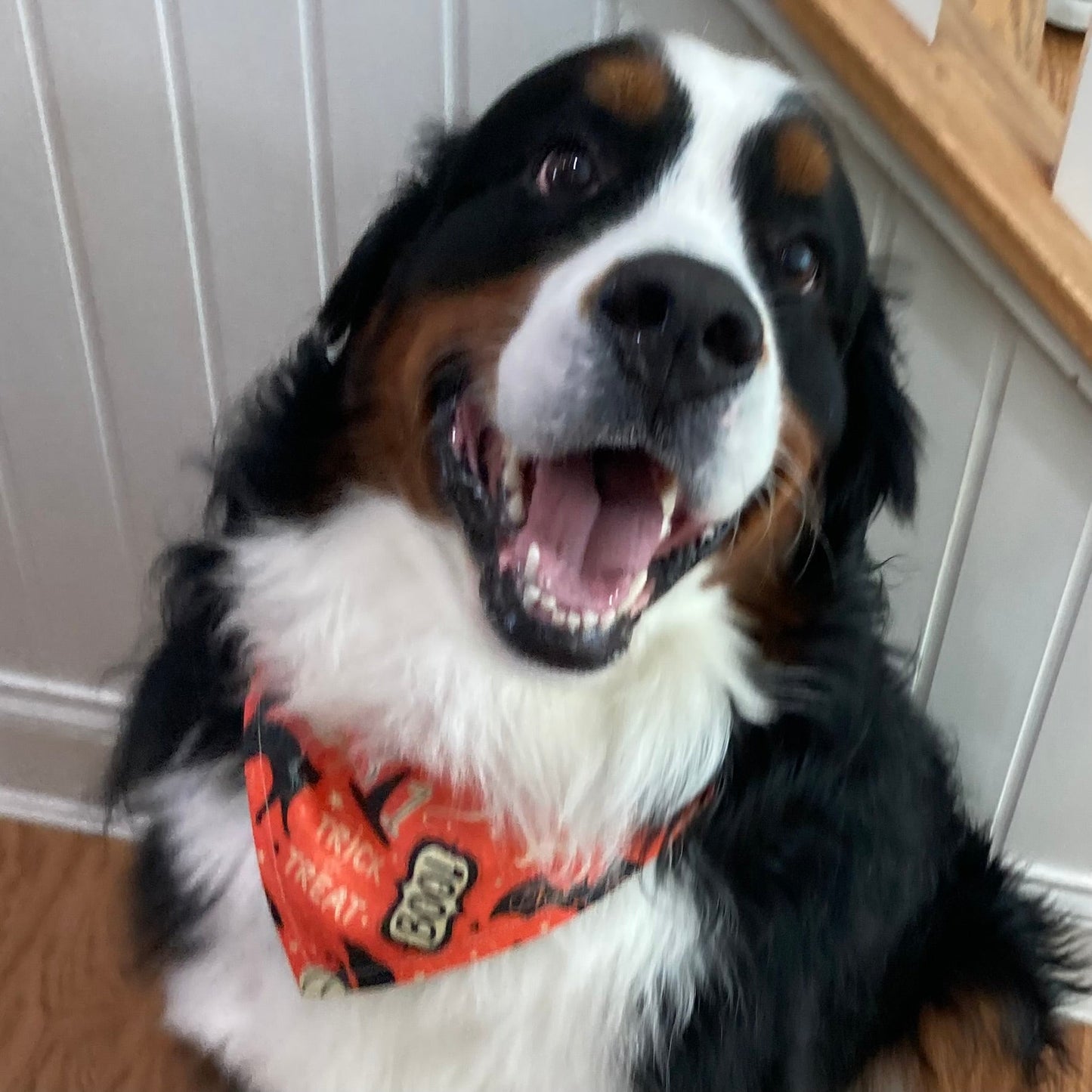 Jack O’ Lantern - Halloween Collar Slip On Bandana