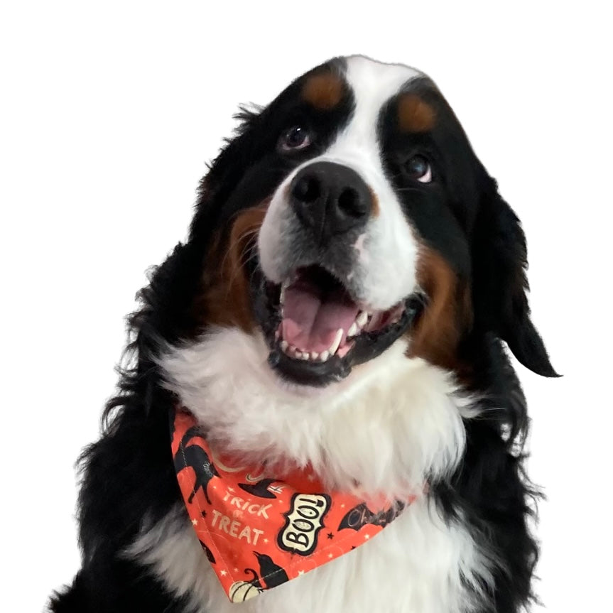 Jack O’ Lantern - Halloween Collar Slip On Bandana